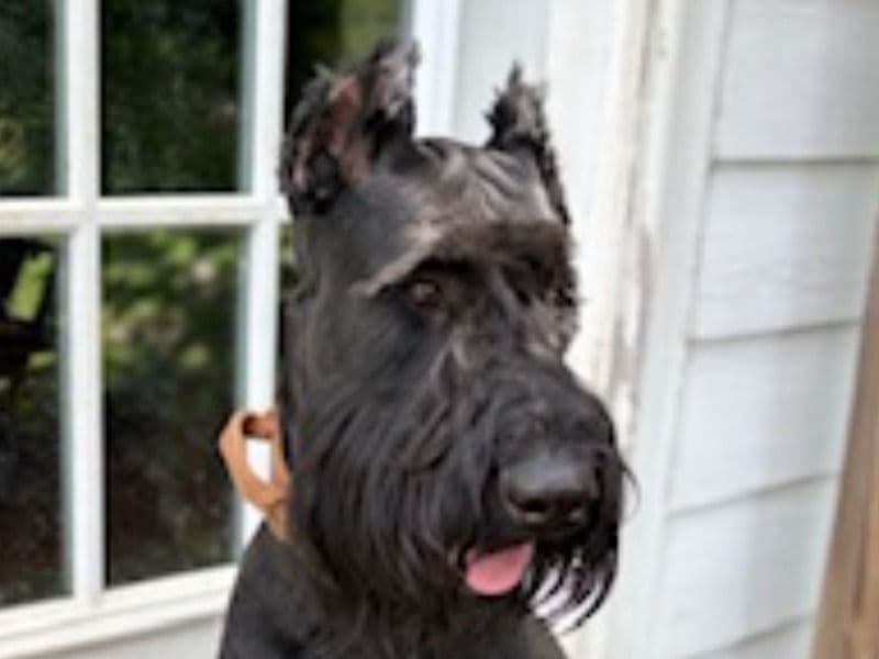 Giant Schnauzer 1 year 6 months old male large named Joey for breeding in Hamilton County, Indiana | Petmeetly