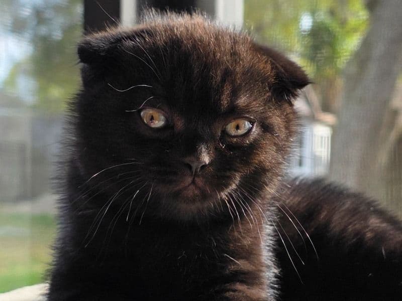 Scottish Fold 2 months old male named Scottie for sale in Duval County, Florida | Petmeetly