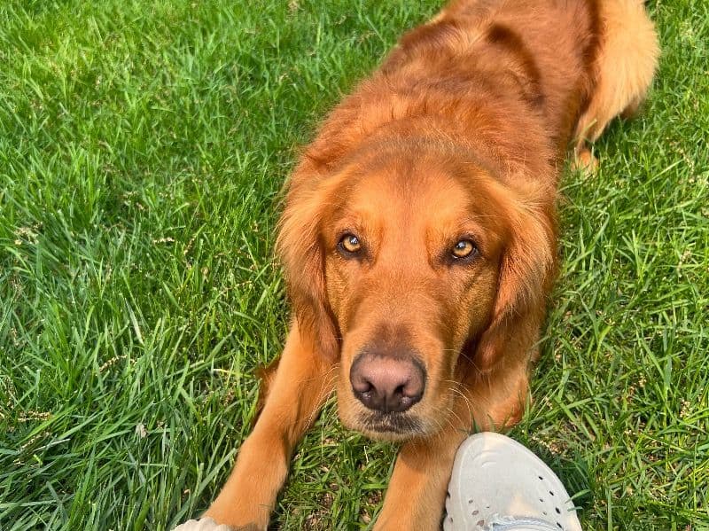 English Golden Retriever 5 years 3 months old male medium named Vino for breeding in Waukesha County, Wisconsin | Petmeetly
