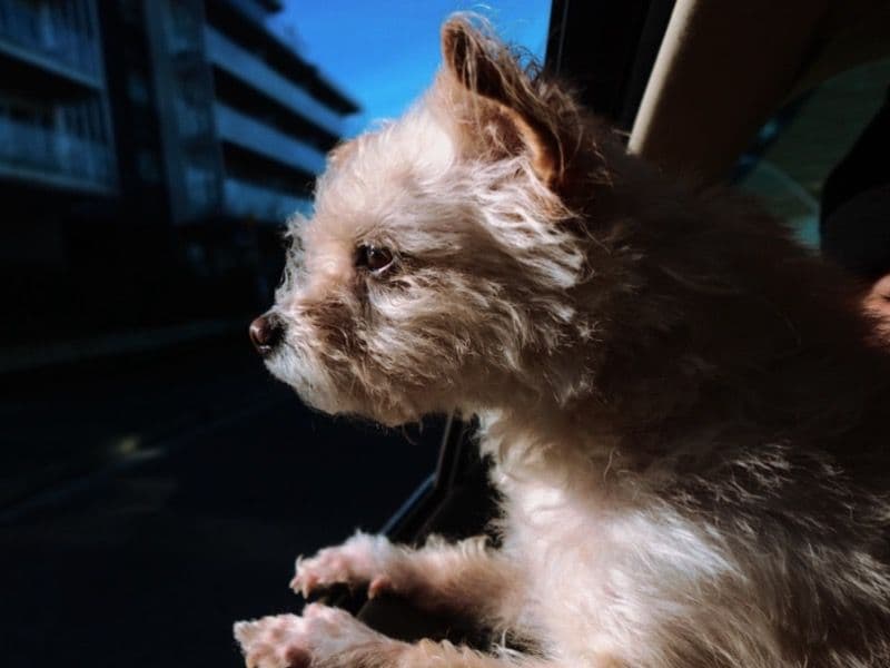 Cairn Terrier 6 years old female medium named Odyssia for breeding in Metro Vancouver, British Columbia | Petmeetly