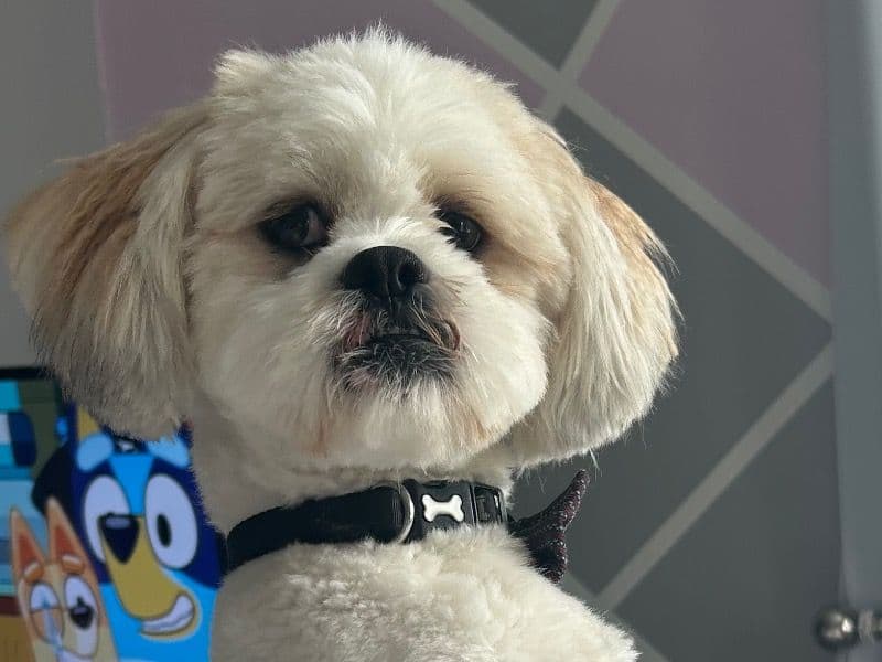 Lhasa Apso 3 years 1 month old male medium named Blake for breeding in Renfrewshire, Scotland | Petmeetly