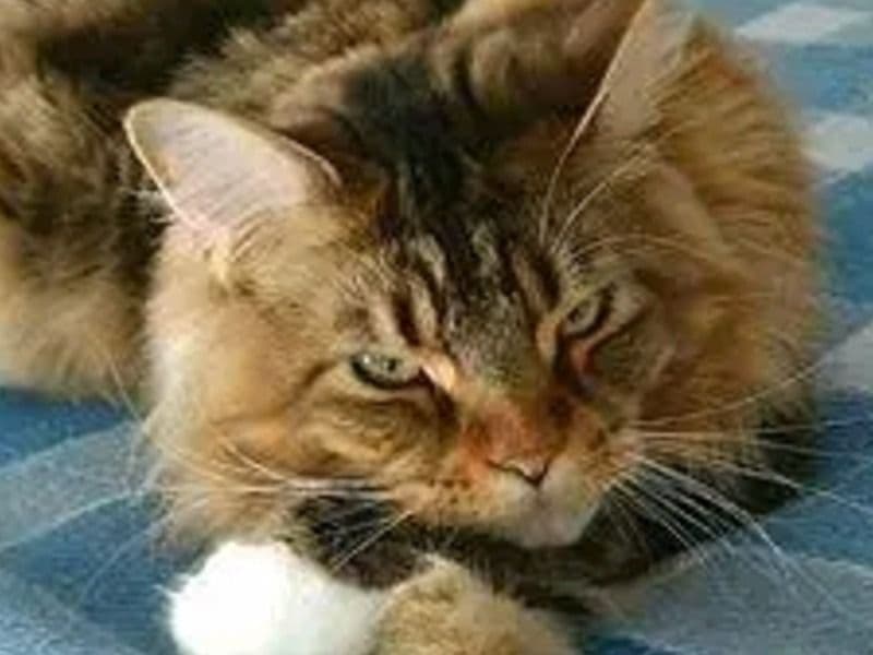 Maine Coon 4 years 4 months old female named Lily for adoption in New York, New York | Petmeetly
