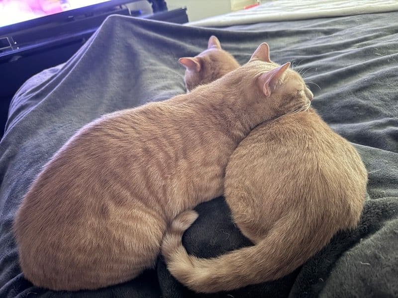 American Shorthair 3 years 9 months old male named Ekko for adoption in Harris County, Texas | Petmeetly