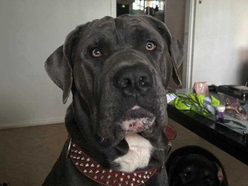 Neapolitan Mastiff 2 years 9 months old male extra large named Big Bob for breeding in Penrith City Council, New South Wales | Petmeetly
