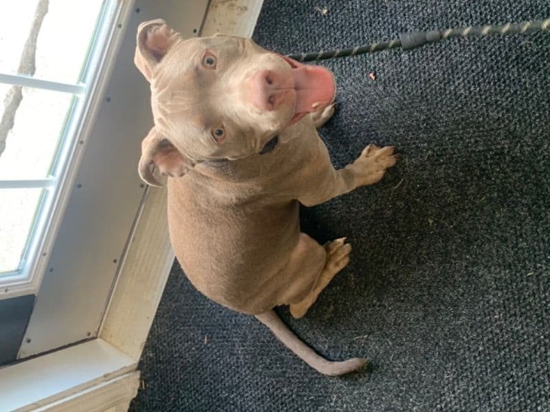 Rednose Pitbull Terrier 11 months old male large named Kanan for breeding in Greene County, Ohio | Petmeetly