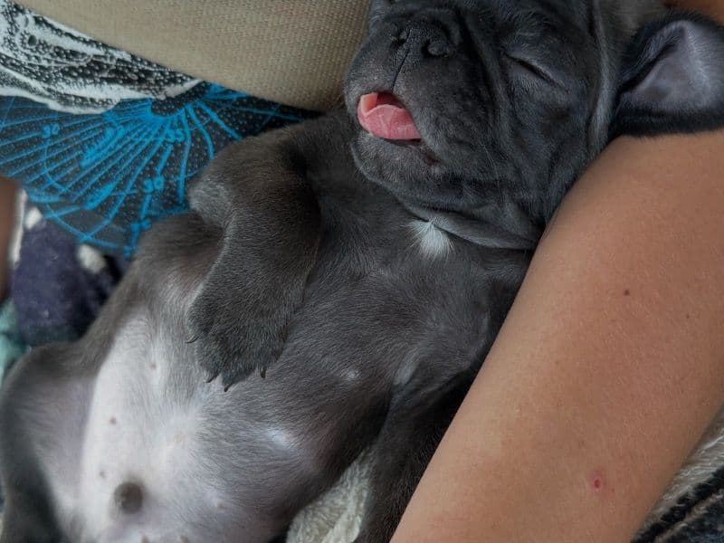 Buddah primary photo