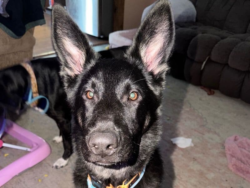 German Shepherd 1 year 6 months old male large named Bear for breeding in Montcalm County, Michigan | Petmeetly