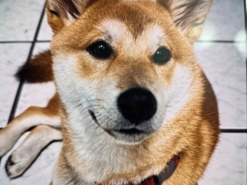 Shiba Inu 1 year 5 months old male medium named Kenji for breeding in Dallas County, Texas | Petmeetly
