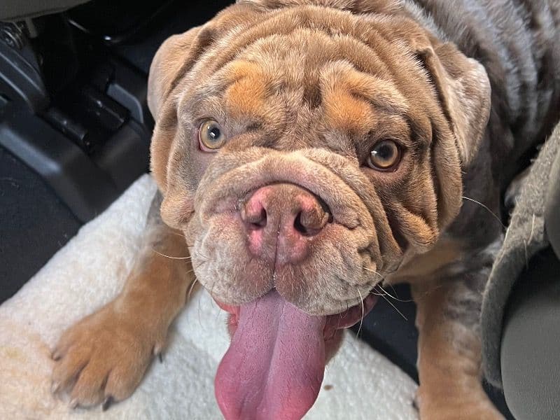 Old English Bulldog 2 years 9 months old male large named Fortune for breeding in Miami-Dade County, Florida | Petmeetly