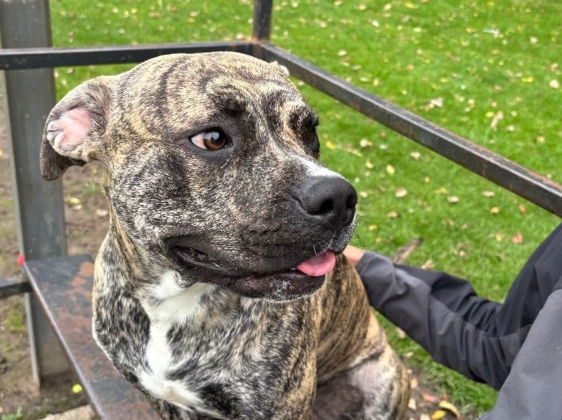 Frankie primary photo