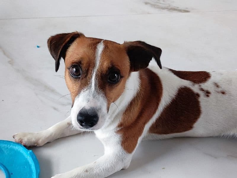 Jack Russell Terrier 2 years 6 months old male small named Leo for breeding in Konkan Division, Maharashtra | Petmeetly
