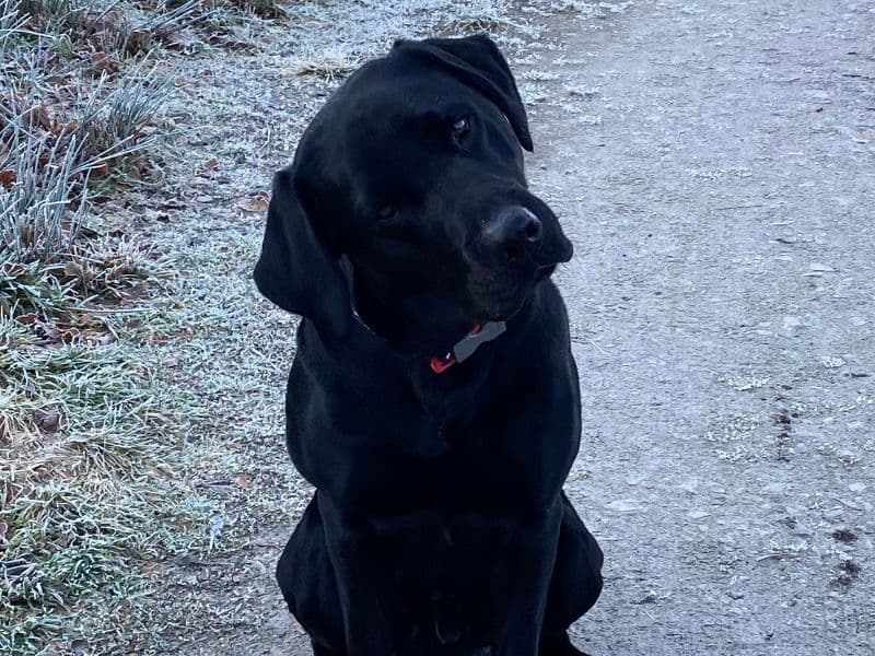 Labrador Retriever 4 years 10 months old male large named Blue for breeding in Moray, Scotland | Petmeetly