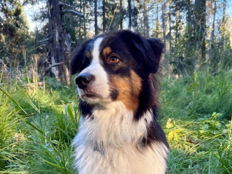 Australian Shepherd 4 years 1 month old male large named Odin for breeding in Shasta County, California | Petmeetly