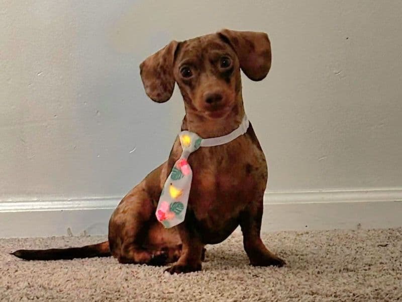 Dachshund 2 years 8 months old male small named Sky for breeding in Middlesex County, New Jersey | Petmeetly