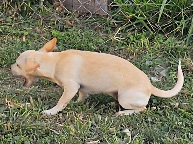 Chihuahua 9 months old female small named Luna for sale in Cass County, Indiana | Petmeetly