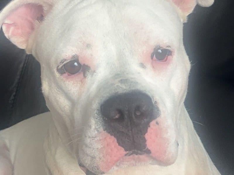 Staffordshire Bull Terrier 2 years 1 month old female large named Snow for breeding in Portsmouth, England | Petmeetly