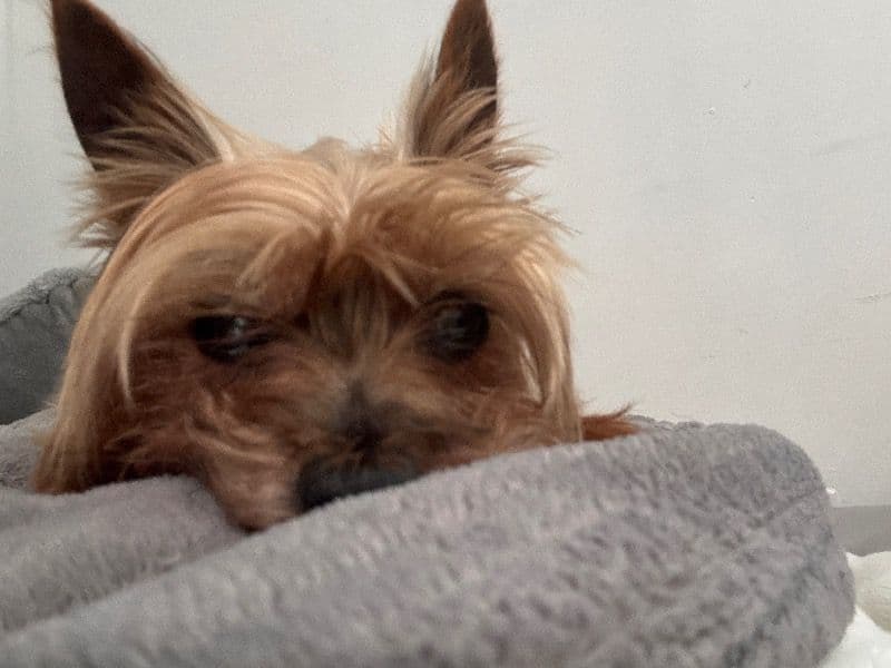 Teacup Yorkshire Terrier 9 years 1 month old male small named Pokie for breeding in Los Angeles County, California | Petmeetly