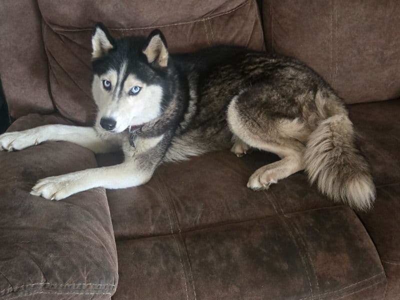 Siberian Husky 4 years 2 months old female medium named Lexi for breeding in Ganister, Pennsylvania | Petmeetly
