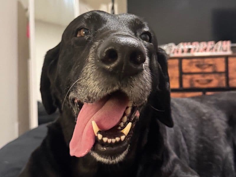 Labrador Retriever 9 years 11 months old male large named Nico for breeding in Broward County, Florida | Petmeetly