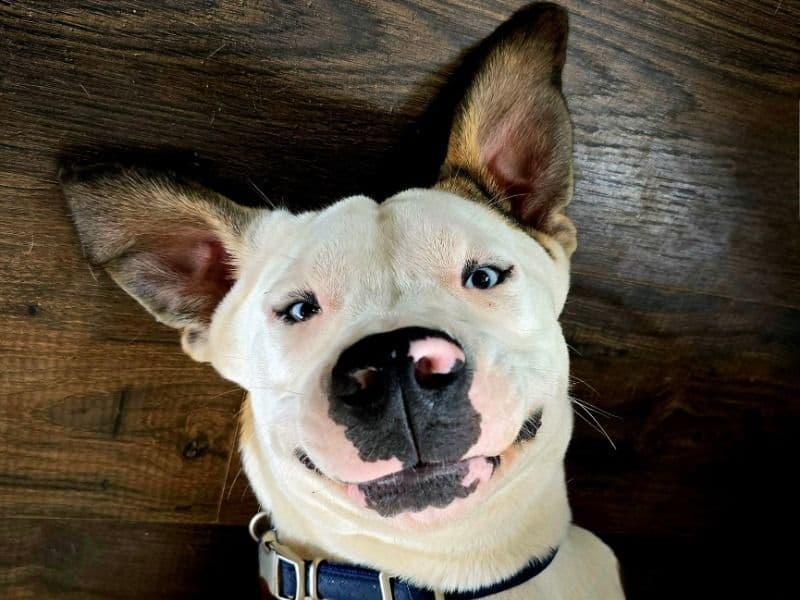 German Shepherd Husky 2 years old male large named Frankie for breeding in Sampson County, North Carolina | Petmeetly