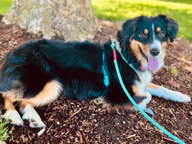 Australian Shepherd 8 years old female small named Grace for sale in Marion County, Oregon | Petmeetly