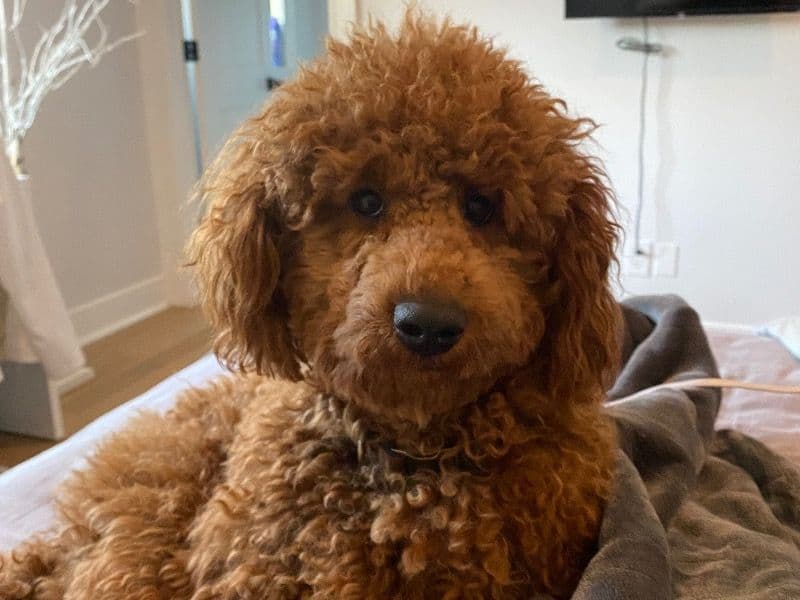 Miniature Poodle 4 years 5 months old male medium named Oliver for breeding in Western Connecticut Planning Region, Connecticut | Petmeetly