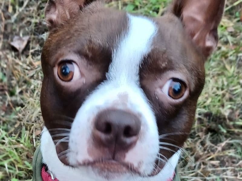 Boston Terrier 1 year 8 months old male medium named Frankie for breeding in Murray, Kentucky | Petmeetly
