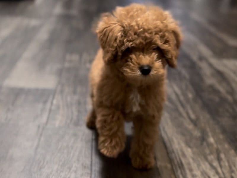 Maltipoo 2 months old male small named Mocha for sale in Denton County, Texas | Petmeetly