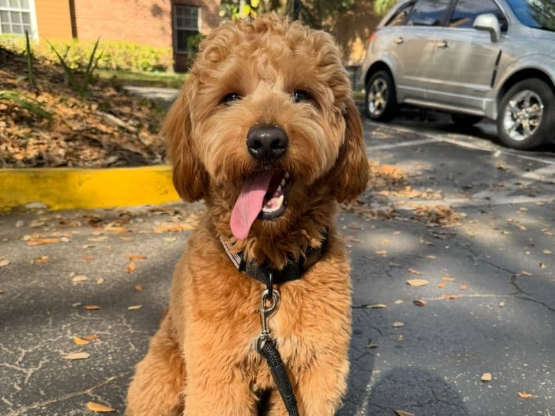Mini Golden Doodle 1 year 7 months old male medium named Milo for breeding in Seminole County, Florida | Petmeetly