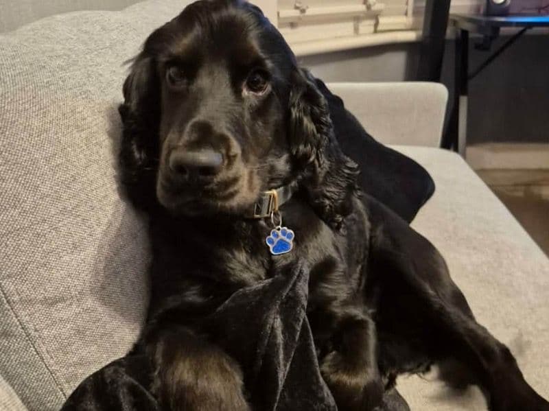 Cocker Spaniel 3 years 3 months old male medium named Benji for breeding in Thurrock, England | Petmeetly