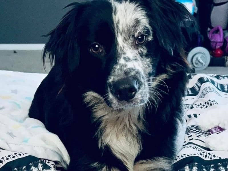 Australian Shepherd 3 years old female small named Darla for sale in Marion County, Oregon | Petmeetly