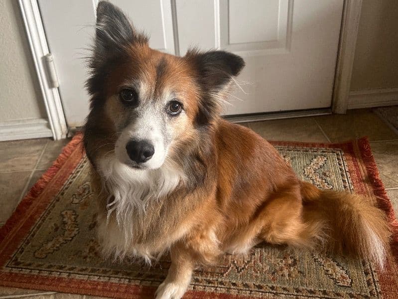 Cardigan Welsh Corgi 8 years 7 months old male medium named Gus for breeding in Oklahoma County, Oklahoma | Petmeetly