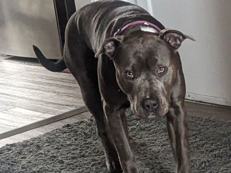 Staffordshire Bull Terrier 3 years 3 months old female medium named Mystique for breeding in Greater Sudbury, Ontario | Petmeetly