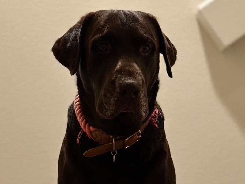 English Labrador Retriever 4 years 10 months old male extra large named Misha for breeding in Orange County, California | Petmeetly