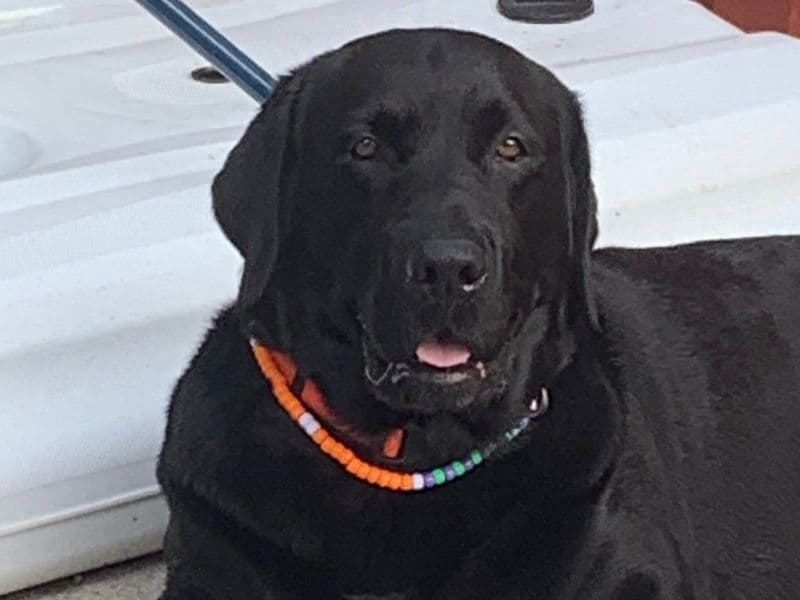 English Labrador Retriever 8 years old male medium named Lemmy for breeding in Regional Municipality of Peel, Ontario | Petmeetly