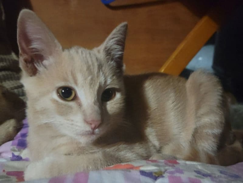 Domestic Medium Hair 4 months old female named Tink for adoption in Maricopa County, Arizona | Petmeetly