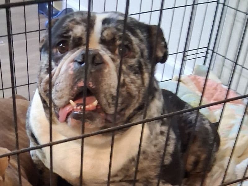 Clyde - Bulldog | Petmeetly