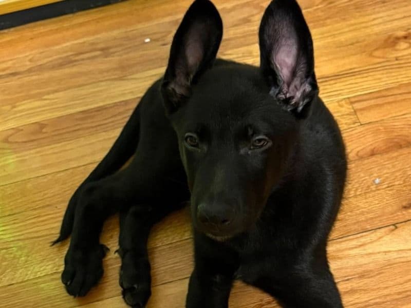 German Shepherd 3 months old male medium named Blue for adoption in Hampshire County, Massachusetts | Petmeetly