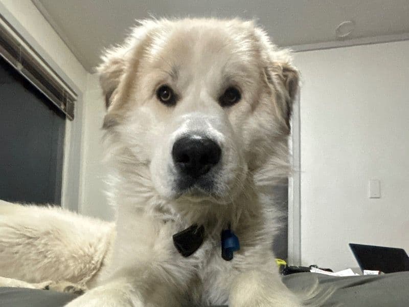 Great Pyrenees 3 years 4 months old male extra large named Remmington for breeding in Collin County, Texas | Petmeetly