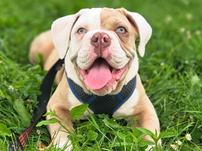 Old English Bulldog 8 months old male medium named Brute for breeding in Cattaraugus County, New York | Petmeetly