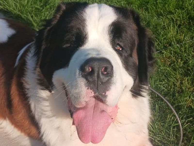 Saint Bernard 4 years 11 months old male large named Tiko for breeding in Ottawa County, Michigan | Petmeetly