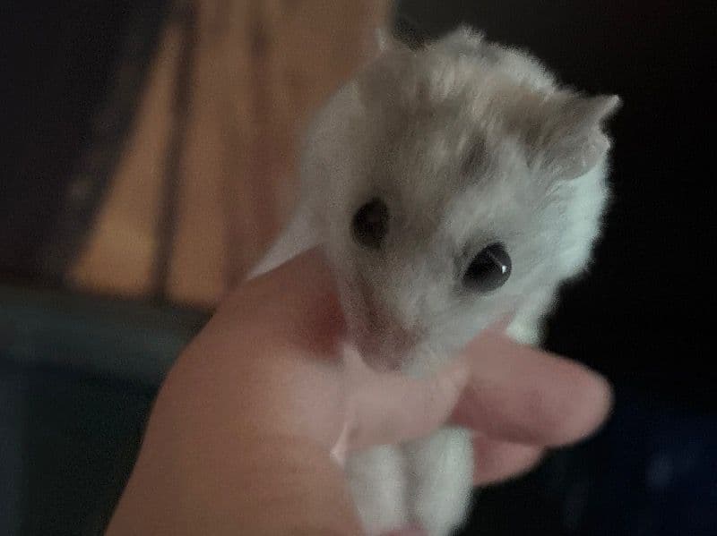 Carl - Chinese Hamster | Petmeetly