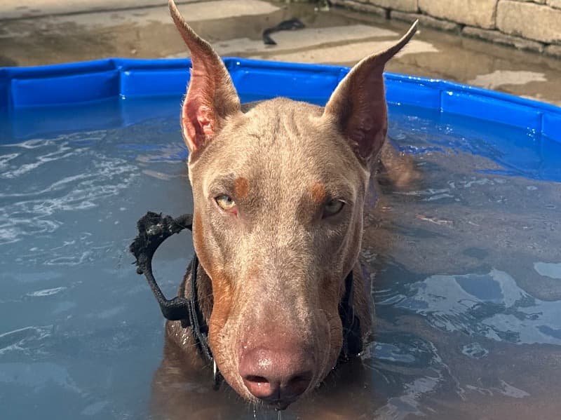 Doberman 1 year 3 months old male large named Mookie for breeding in Cook County, Illinois | Petmeetly