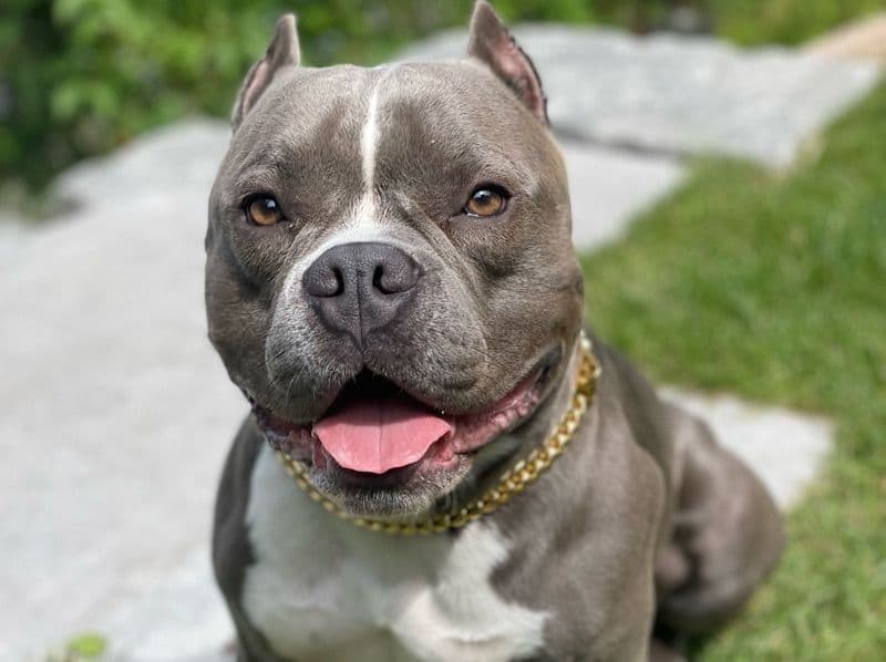 American Pocket Bully 4 years 6 months old male medium named Bam Bam for breeding in Toronto, Ontario | Petmeetly