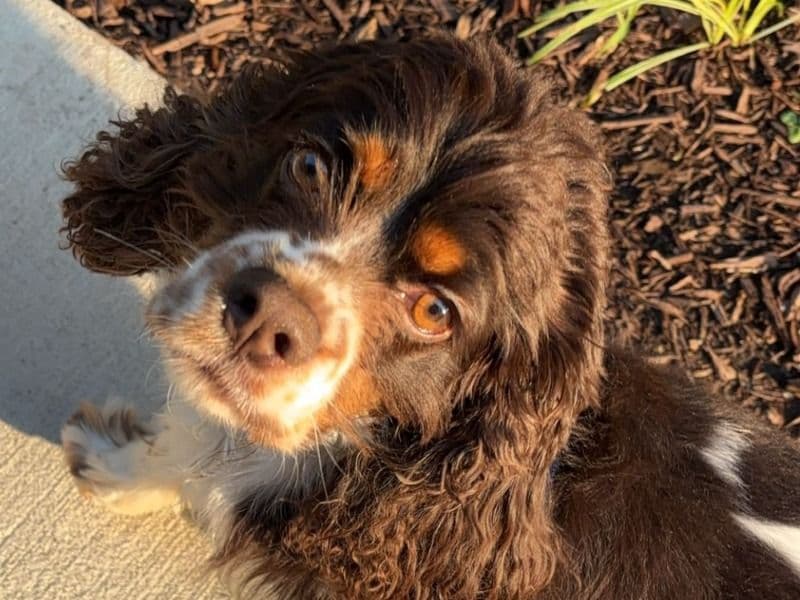 English Cocker Spaniel 4 years 7 months old male medium named Chip for breeding | Petmeetly