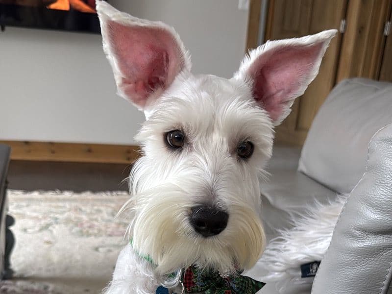 Miniature Schnauzer 1 year old male medium named Zeus for breeding in Suffolk County, Massachusetts | Petmeetly