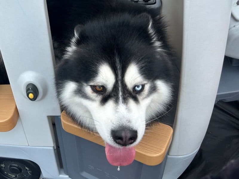 Alaskan Malamute 3 years 10 months old male large named Max for breeding in Macon County, Tennessee | Petmeetly