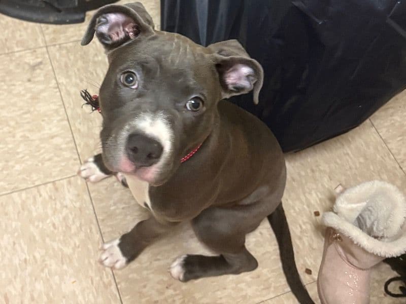 American Bully 4 months old female small named Royal for breeding in Essex County, New Jersey | Petmeetly