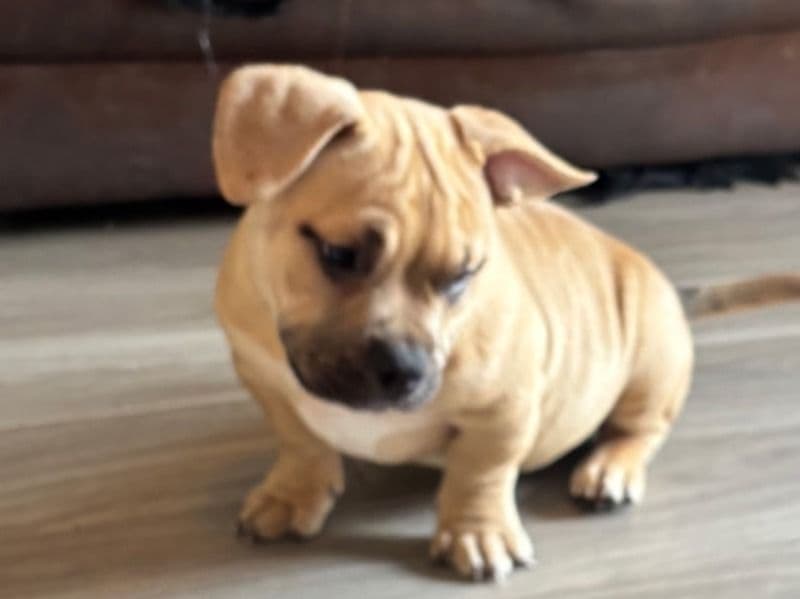 American Bully 5 months old female medium named Debbie for sale in Oklahoma County, Oklahoma | Petmeetly