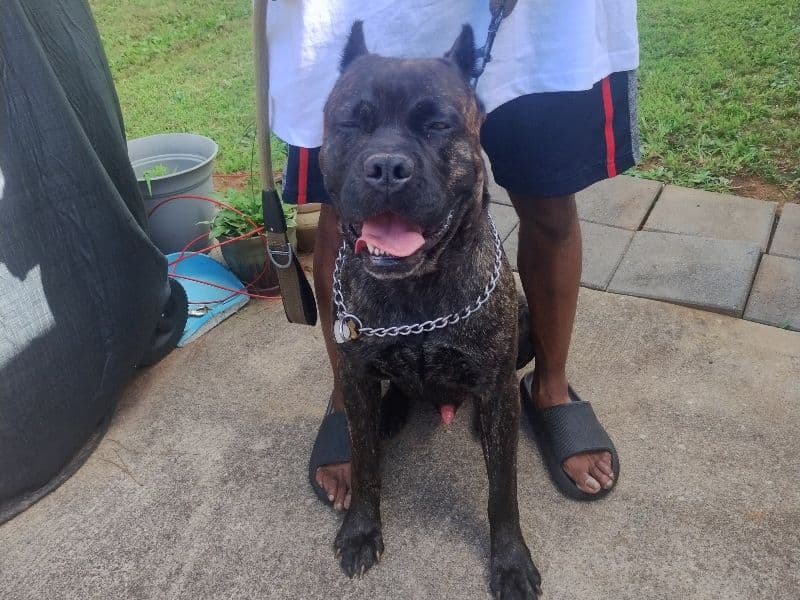 Cane Corso 3 years 7 months old male large named Obsidian for breeding in Spalding County, Georgia | Petmeetly